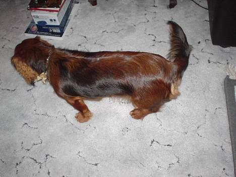 Gravhund Tea - mad på vej,,, <3 billede 8