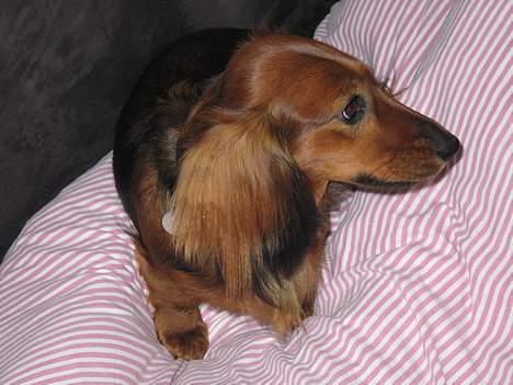 Gravhund Tea - er det mor der kommer   ... <3 billede 9