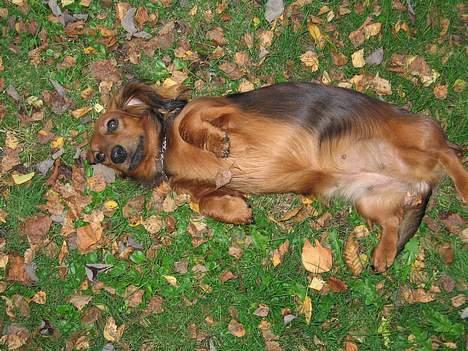 Gravhund Tea - jeg skal lige strække mig inde jeg skal have mad,,   <3 billede 10