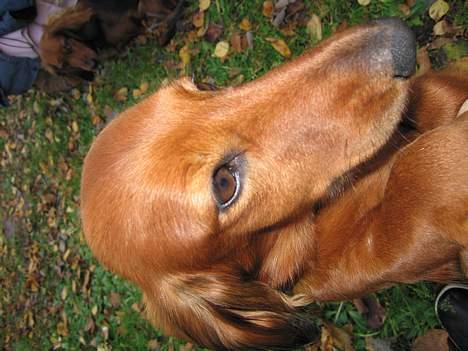 Gravhund Anna - r.i.p :'( - nær billiede .. <33 billede 7