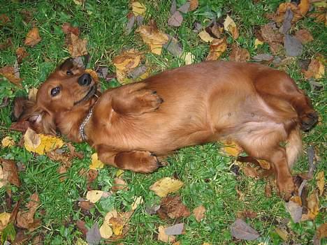 Gravhund Anna - r.i.p :'( - rulle rulle.. Anna pas på du ikke ruller digg i en Lort!!!   ... <3 billede 8