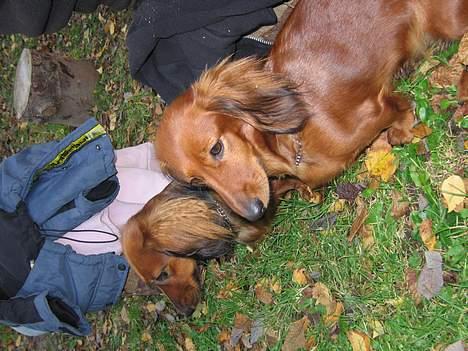 Gravhund Anna - r.i.p :'( - Foto: sille Q.miig og søster ... <3 billede 9