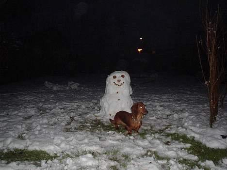 Gravhund Anna - r.i.p :'( - Foto: sille Q.         se lige denne snemand .. <3 billede 10