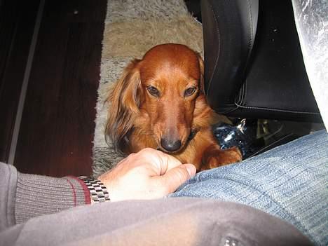 Gravhund Anna - r.i.p :'( - Foto: sille Q.           OP JEG VIL ALTSÅ OP FAR ...<3 billede 11