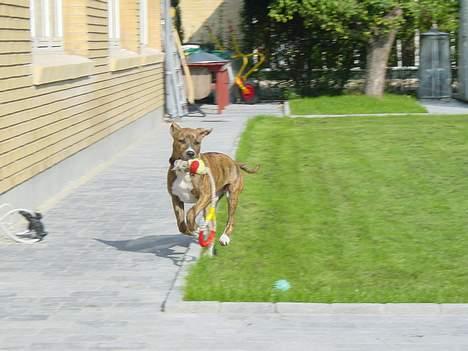 Blanding af racer Ronja - Når jeg har sovet godt, har jeg også overskud til leg billede 6