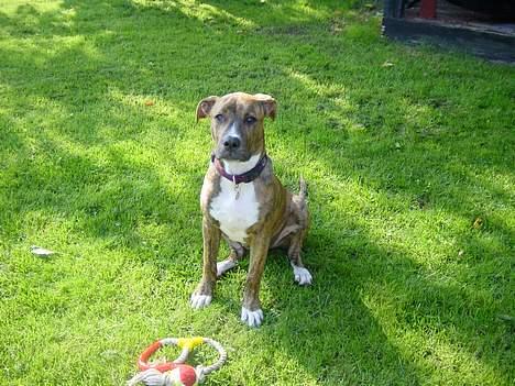 Blanding af racer Ronja - Jeg sætter mig selvfølgelig, når jeg bliver bedt om det! billede 7