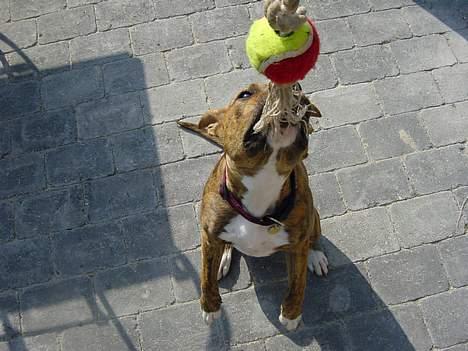 Blanding af racer Ronja - Giv mig nu min bold! billede 8