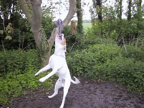 Amerikansk bulldog Nemo billede 10