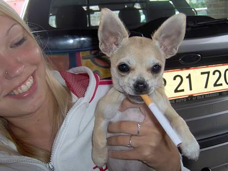 Chihuahua Oliver - Vi ved ikke hvorfor, men Oliver er vild med smøger :) billede 15