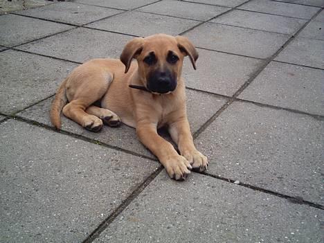 Blanding af racer Cato Bønnelykke  - Jeg behøver vist ikk sige mer` Jeg er bare smuk! billede 5