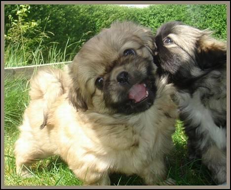 Tibetansk spaniel Cim-Cill A-Chi-Lina - Dejlige Dorit, 6 uger gammel. billede 1