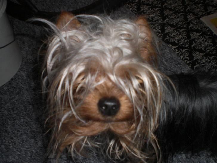 Yorkshire terrier * Luca, betjent* - Nej, moar....Jeg har ikke lege vildt med Sasha og Deedee....Mit hår?.....Hvad er der galt med det?.....Min elastik, ja hvor er den..?....Smil... billede 9