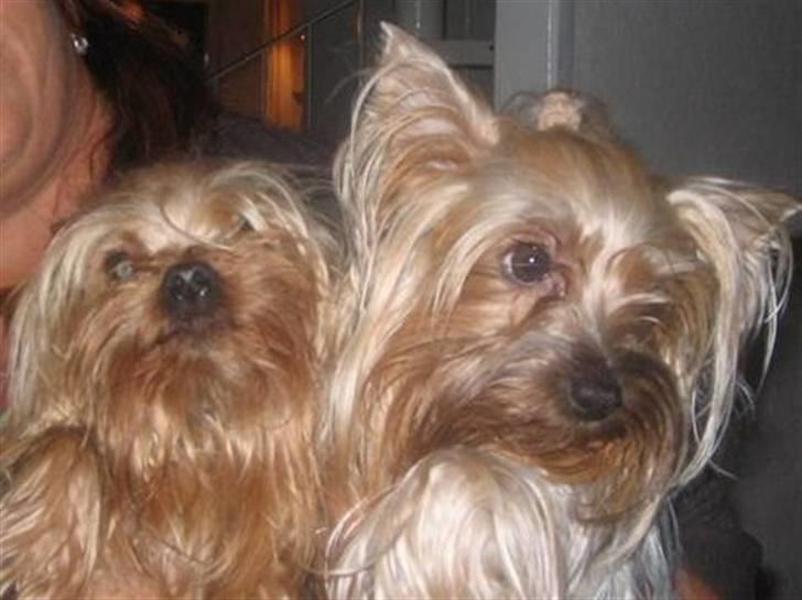 Yorkshire terrier * Luca, betjent* - Luca´s far Futte og mor Buffy.......Så søde...Og smukke....Og rigtig gode til at lave hvalpe.....Weeeee.. billede 10