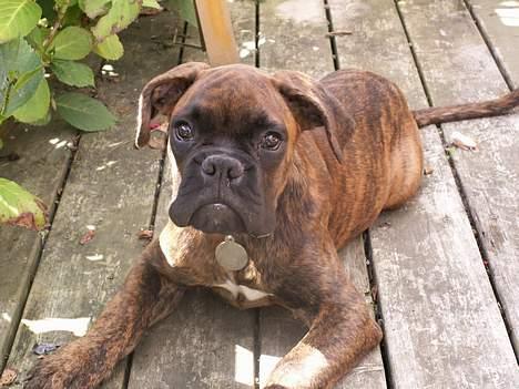 Boxer Astro - Astro ca. 14 uger gammel billede 1
