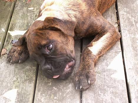 Boxer Astro - Også 14 uger... Ser lidt død ud:-) billede 2