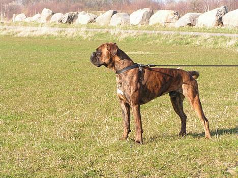 Boxer Astro - Astro 11 mdr gammel billede 3