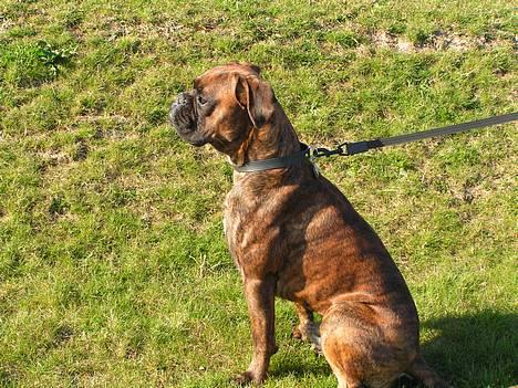 Boxer Astro - Hmm... stener lige lidt! billede 4