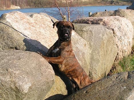 Boxer Astro - "Jeg holder lige øje med det hele, mor" billede 5