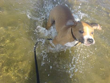 Amerikansk staffordshire terrier Charlie - Første gang i vandet... billede 5