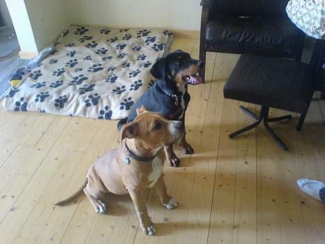 Amerikansk staffordshire terrier Charlie - Her træner jeg lidt med min "fætter"... Er vi ikk´ dygtige?? billede 6