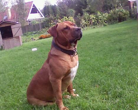 Amerikansk staffordshire terrier tony billede 2