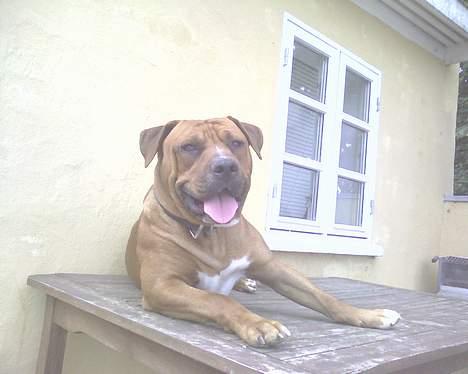 Amerikansk staffordshire terrier tony billede 4