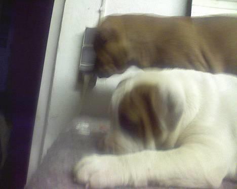 Amerikansk staffordshire terrier tony billede 5