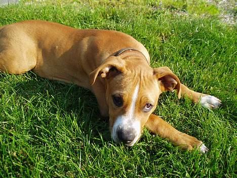 Amerikansk staffordshire terrier Charlie - Ligger i nydningen... billede 7