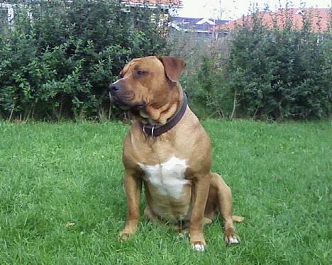 Amerikansk staffordshire terrier tony billede 6