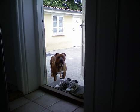 Amerikansk staffordshire terrier tony billede 7