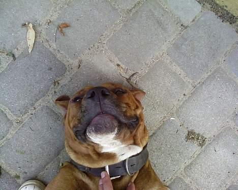 Amerikansk staffordshire terrier tony billede 8