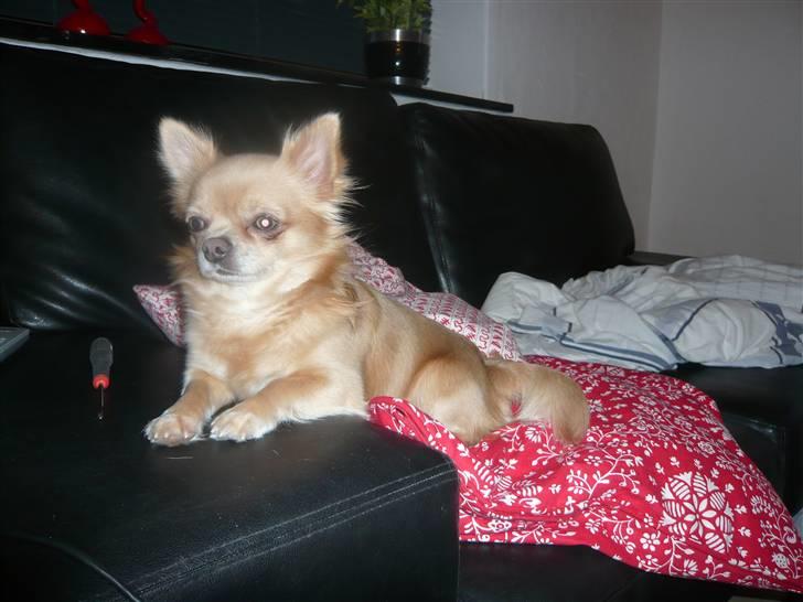 Chihuahua Mexi Zanto - Marts 08 billede 13