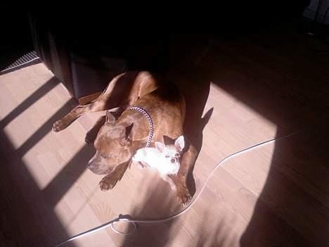 Chihuahua Mexi Zanto billede 14