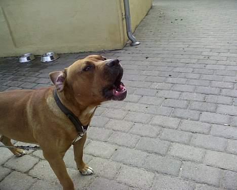 Amerikansk staffordshire terrier tony billede 9