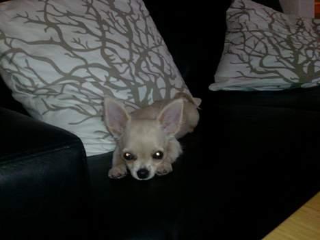 Chihuahua Mexi Zanto billede 15