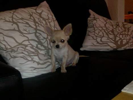 Chihuahua Mexi Zanto billede 16