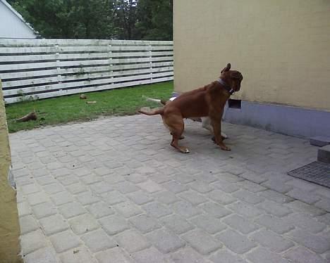 Amerikansk staffordshire terrier tony billede 10