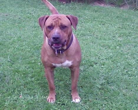 Amerikansk staffordshire terrier tony billede 11