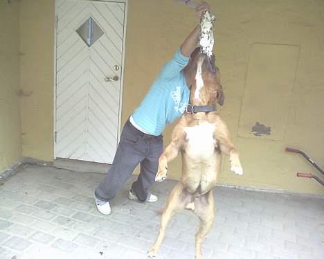 Amerikansk staffordshire terrier tony billede 12