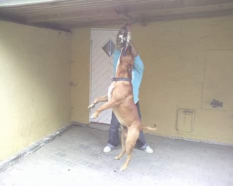 Amerikansk staffordshire terrier tony billede 13