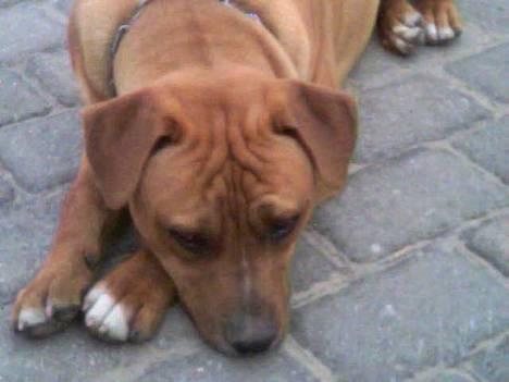 Amerikansk staffordshire terrier tony billede 14