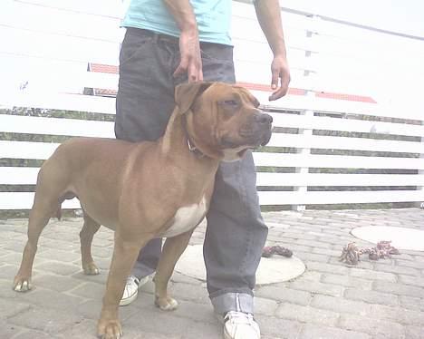 Amerikansk staffordshire terrier tony billede 16