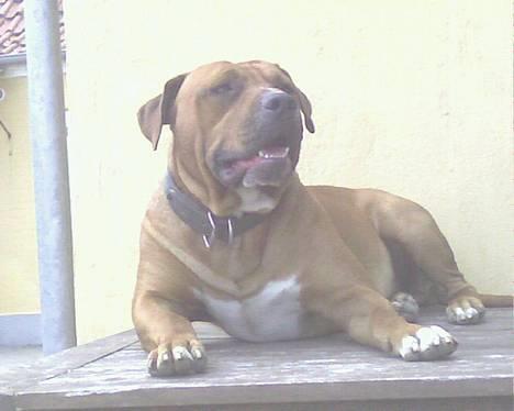 Amerikansk staffordshire terrier tony billede 18