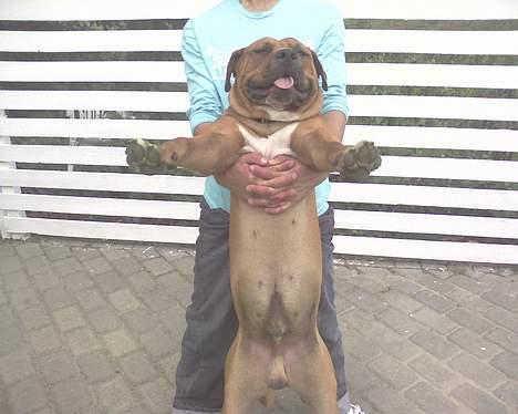 Amerikansk staffordshire terrier tony billede 19