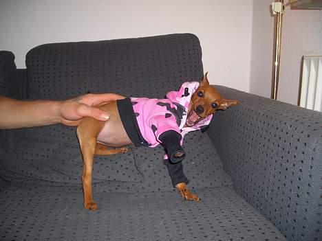 Dvaergpinscher Kate<3 12 maj - wauw jeg er flot med min nye jakke billede 17