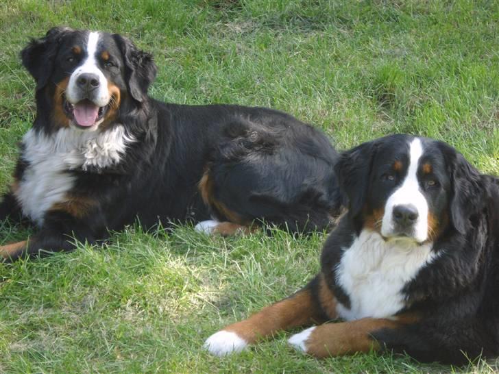 Berner sennenhund BAILEY HIMMELHUND <3 billede 11