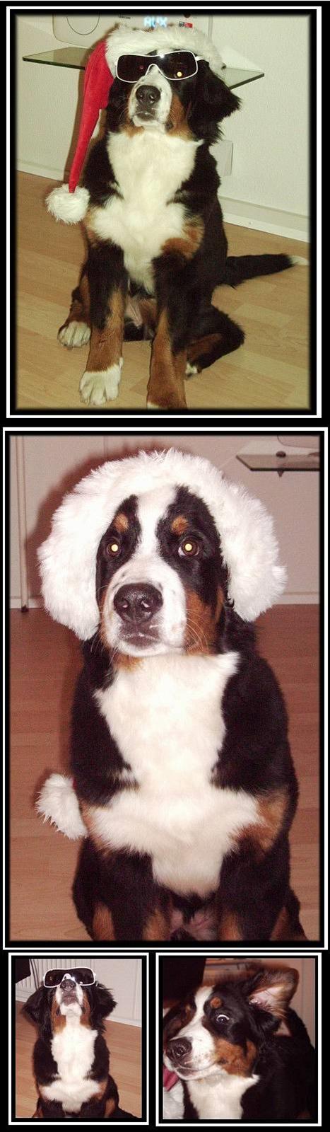 Berner sennenhund BAILEY HIMMELHUND <3 billede 12