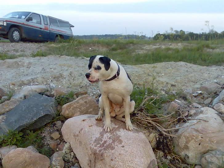 Amerikansk bulldog ballou - så flot :) billede 1