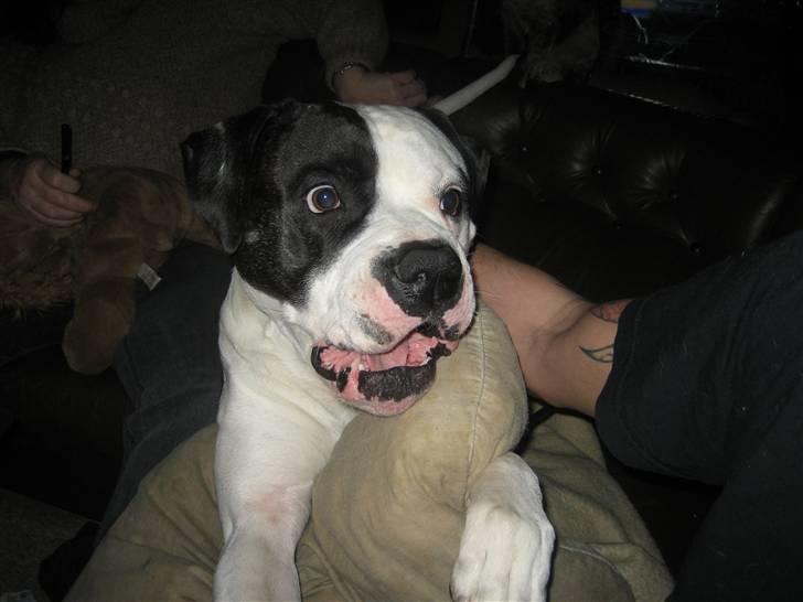 Amerikansk bulldog ballou - uhh jaeh lige lidt mere til højre ;) billede 2