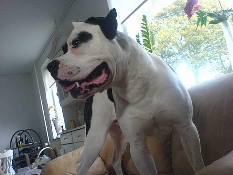 Amerikansk bulldog ballou - er jeg ikk bare lækker ;) billede 3